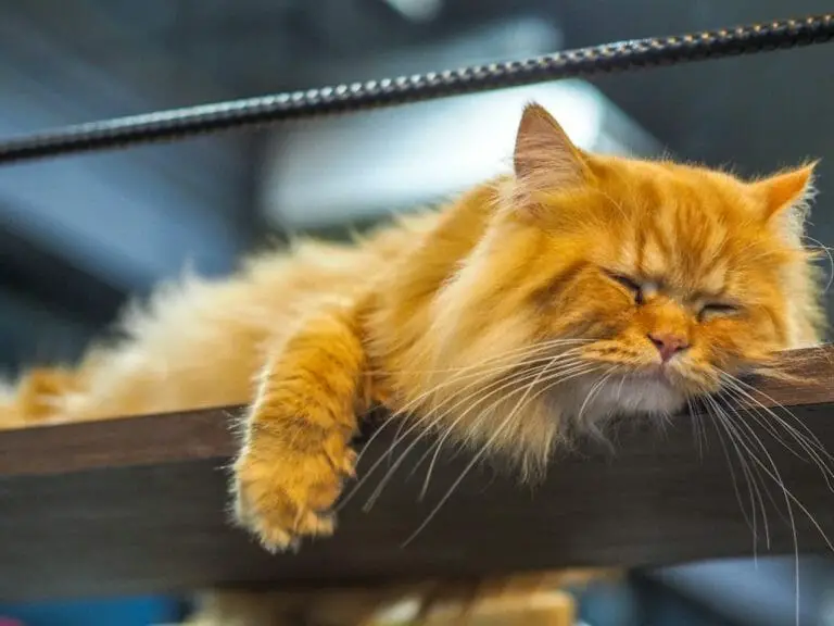 Why Do Persian Cats Sleep So Much: Reasons Why Persian Cats Sleep So Much