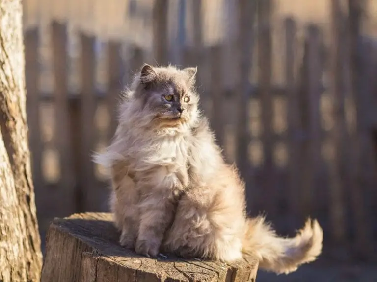 Can Persian Cats Be Left Alone: 4 Factors That Should Be Considered When Leaving This Breed Alone