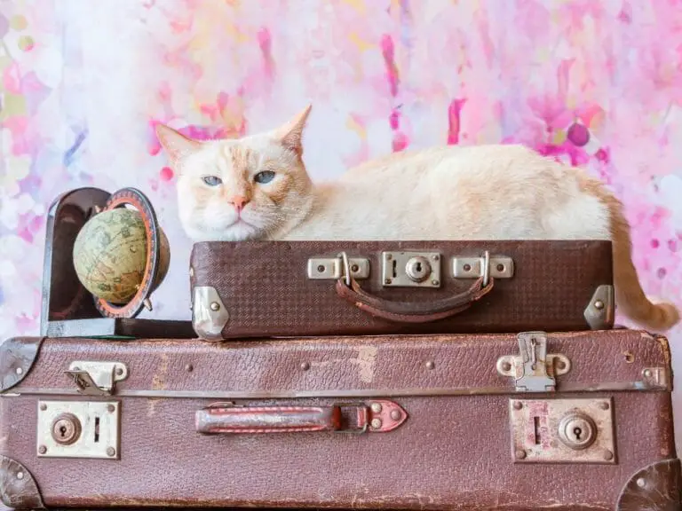 The Best Way to Travel With a Cat: A Comprehensive Guide for Taking Your Feline Friend to Various Destinations