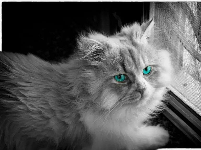 Types of Persian Cats: Get to Know the Beautiful Variety of Persian Cats