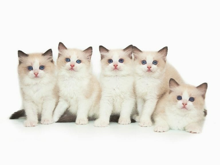 When Do Ragdoll Kittens Calm Down: Tips to Calm Your Ragdoll Kittens