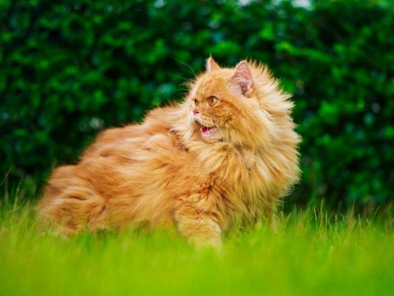 Are Persian Cats Good Pets The Pros And Cons Of Owning This Breed are-persian-cats-good-pets-the-pros-and-cons-of-owning-this-breed