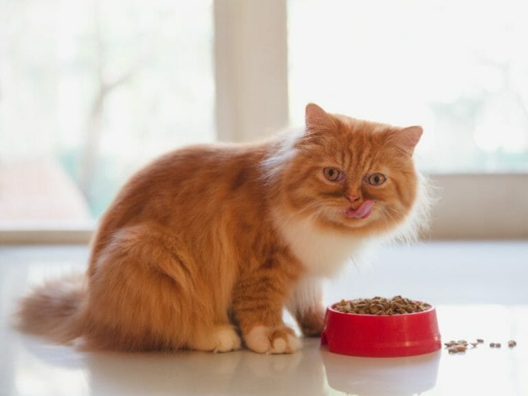 What Does Persian Cat Eat: Nutritious Food for Your Persian Cat