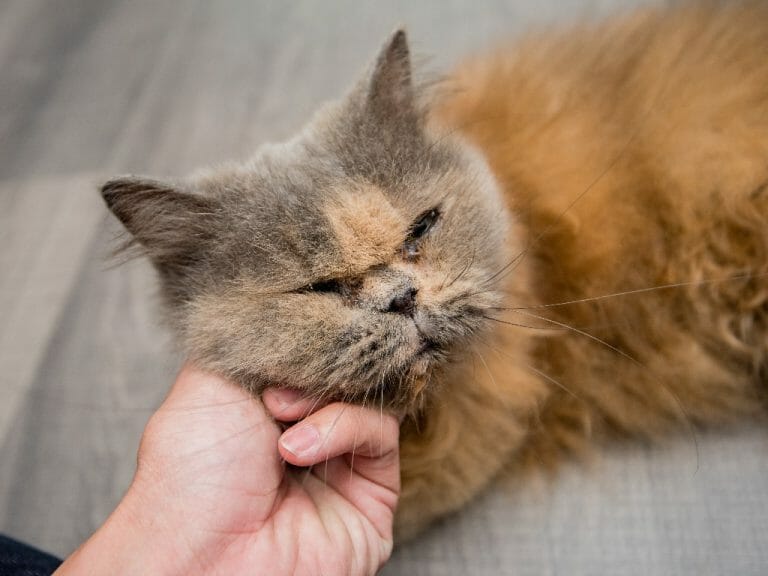 Why Do Persian Cats Vomit: Common Causes of Vomiting in This Cat Breed