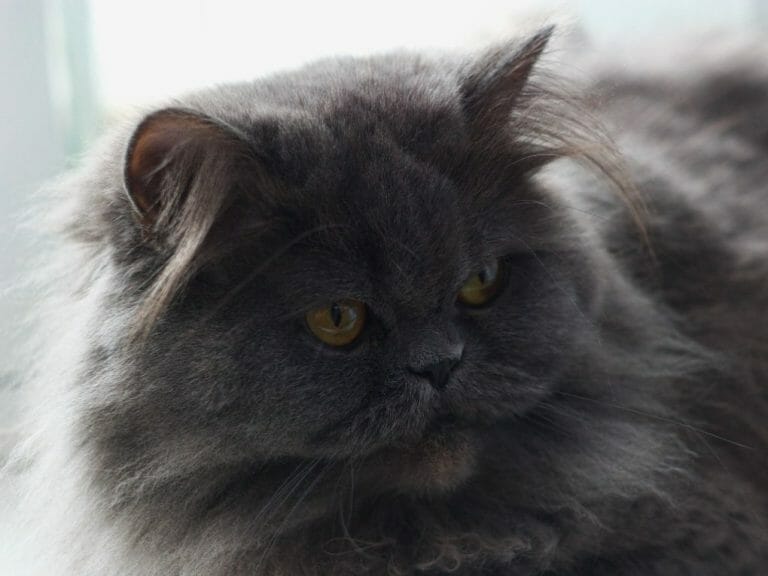 Can Persian Cats Eat Bread: Everything You Need to Know in Feeding Human Food to Your Feline Pet