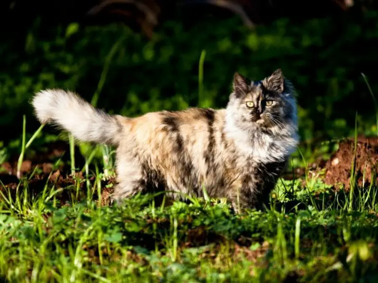 Persian Cat Lifespan: Factors That Affect Your Persian Cat’s Life