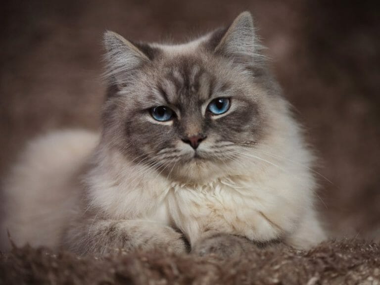 Most Famous Cat Breeds: Get to Know the Most Popular Cat Breeds