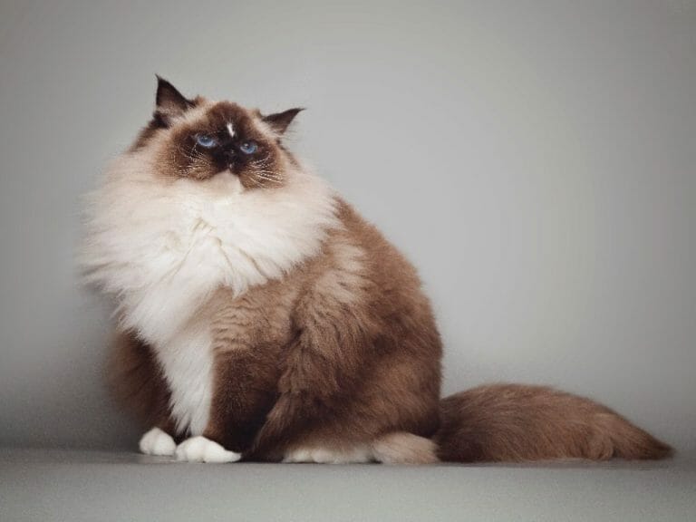 Why Are Ragdoll Cats So Expensive: Reasons and Factors Affecting Ragdoll Cats Price
