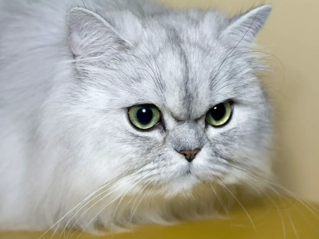 How to Clean Persian Cat Eyes: Tips to Clean Your Persian Cat's Eyes ...