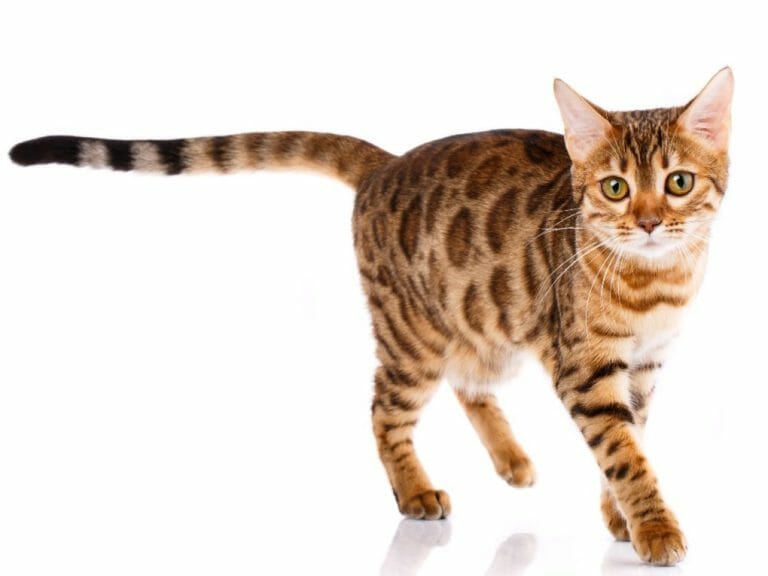 Bengal Cat vs. Persian Cat: Differences Between These Feline Breeds That Can Help You Decide Which One to Get