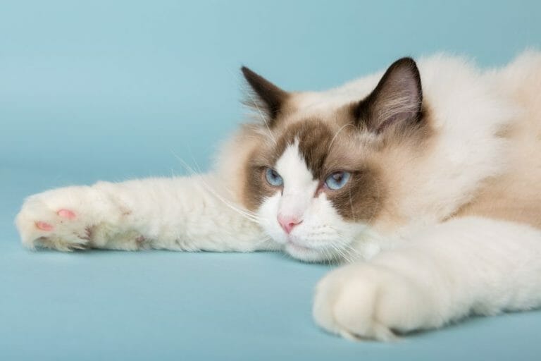 Do Ragdolls Need Baths: What You Need to Know When Bathing a Ragdoll Cat