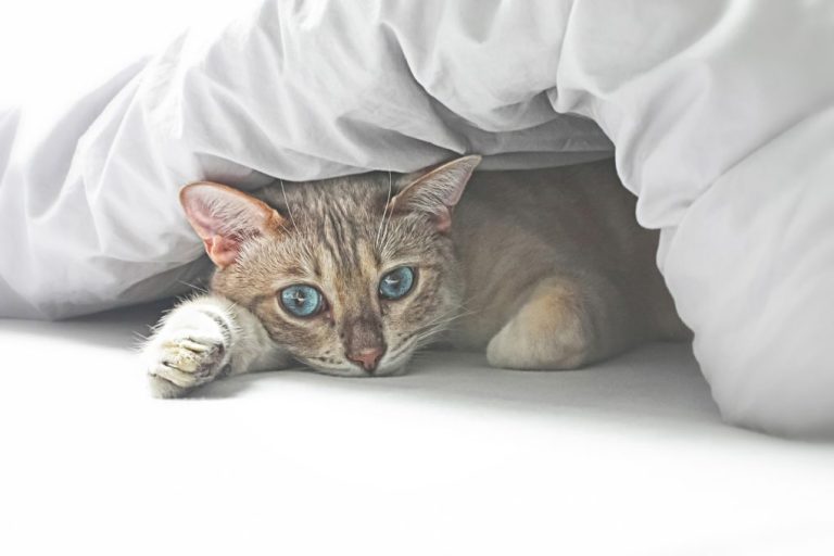 Do Bengal Cats Have Blue Eyes: A Guide to Understanding Bengal Cat Eye Color