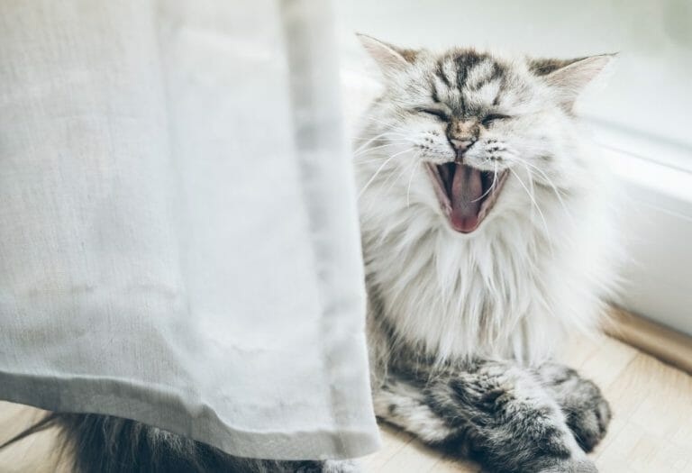 Do Ragdoll Cats Bite: Reasons Why Ragdoll Cats Bite and How to Deal With It