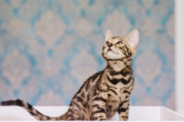 Do Bengal Cats Have Long Tails: All About Bengal Cat’s Tail