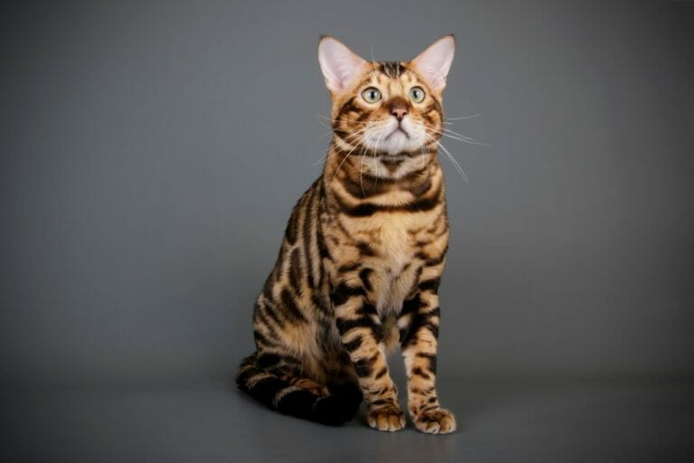 Why Are Bengal Cats Illegal: Laws Regulating the Ownership of Bengal Cats in Various Cities in States