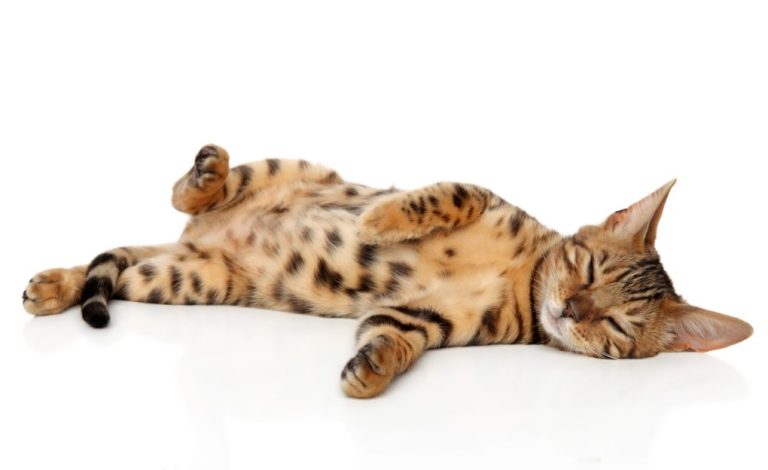 Can Bengal Cats Have White Paws: White Markings on Bengals and Other Traits That Make Them Special