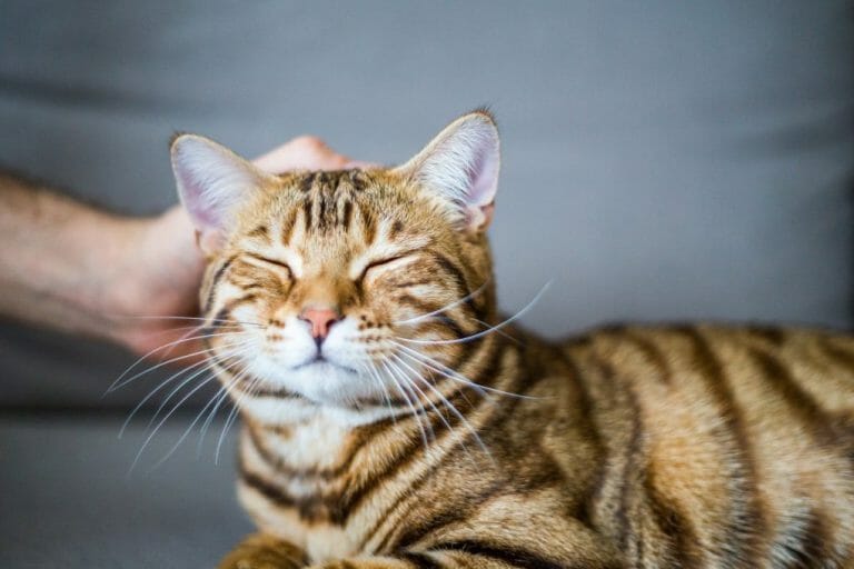 Are Bengal Cats Good Pets: A Guide on the Characteristics of This Feline Breed as a Pet