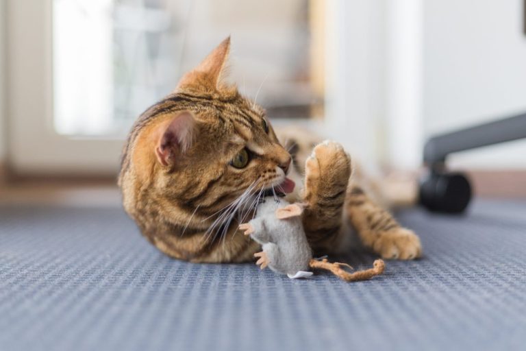 Are Bengal Cats Good Mousers: List of Excellent Mouser Cats