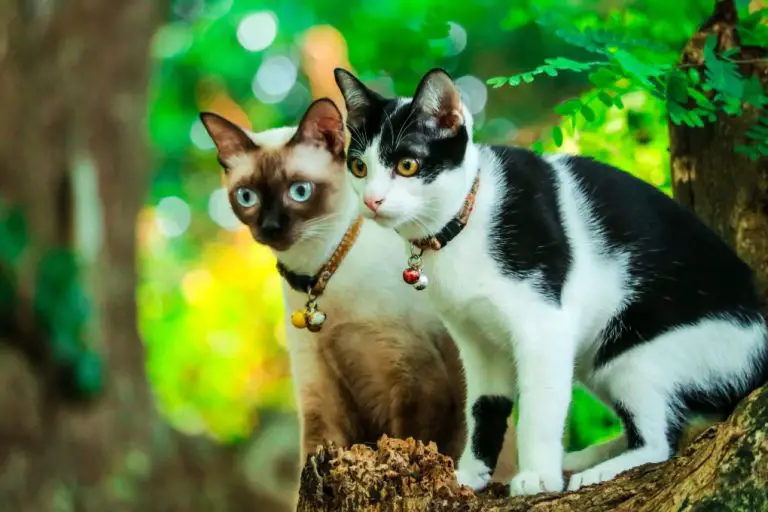 Best Siamese Cat Names: Ideas and Things to Consider When Naming Your Feline Friend
