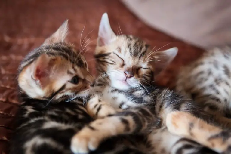 Do Bengal Cats Sleep With You: Bengal Cats Sleeping Habits