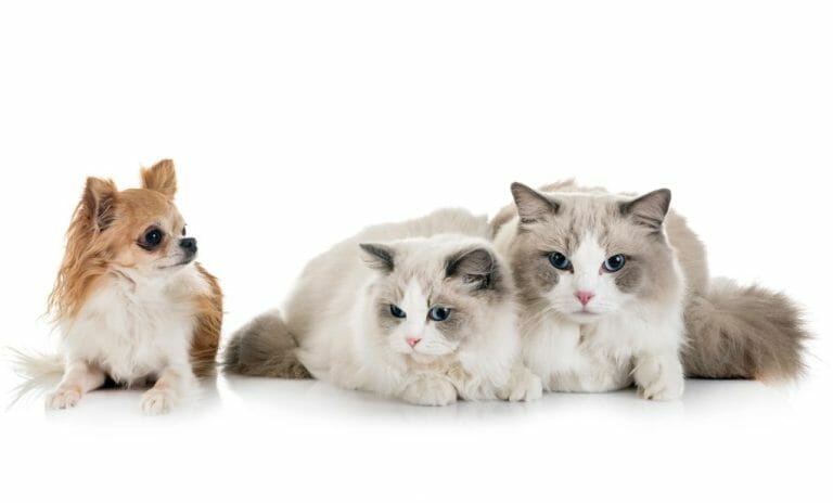 Do Ragdoll Cats Need a Companion: Signs and Tips When Dealing With Cats Loneliness