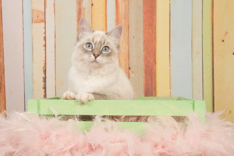 Why Are Ragdoll Cats So Floppy: Understanding Tendency of This Breed to Fall Limp