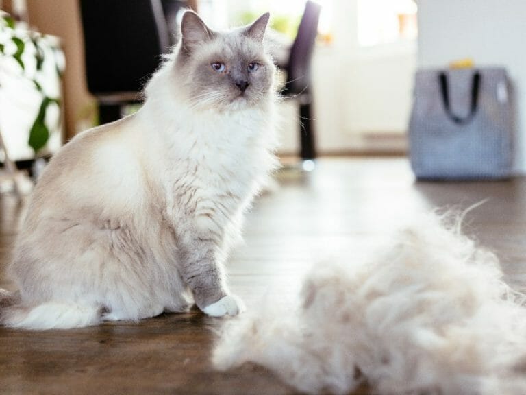 How to Reduce Ragdoll Shedding: Ways to Manage Fur Loss in This Feline Breed