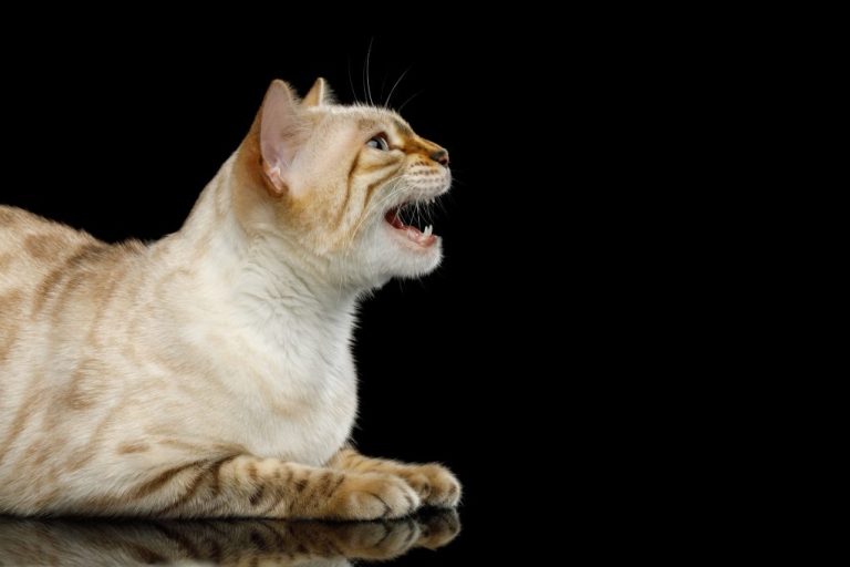 Why Do Bengal Cats Meow So Much: Understanding Bengal Cat’s Meows
