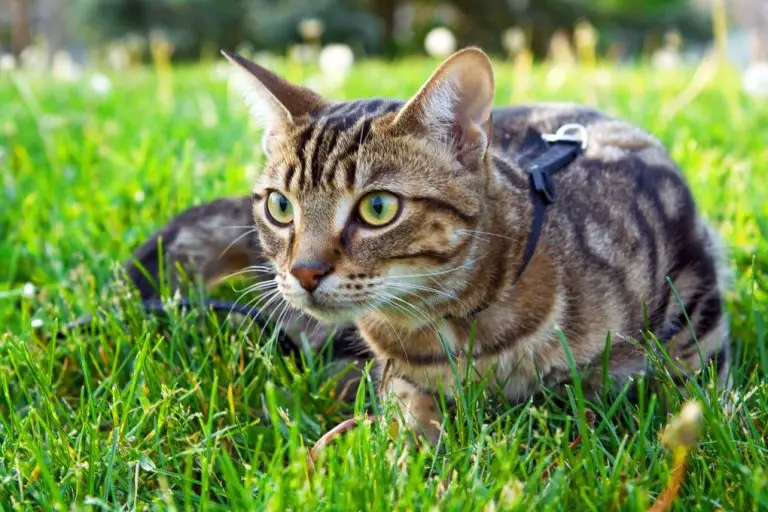 Can Bengal Cats Go Outside: Pros and Cons of Letting Your Cat Go Outside