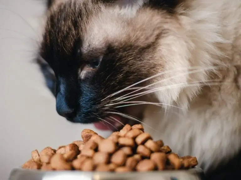 What Do Ragdolls Eat: Suggested Diet for Your Ragdoll Cat