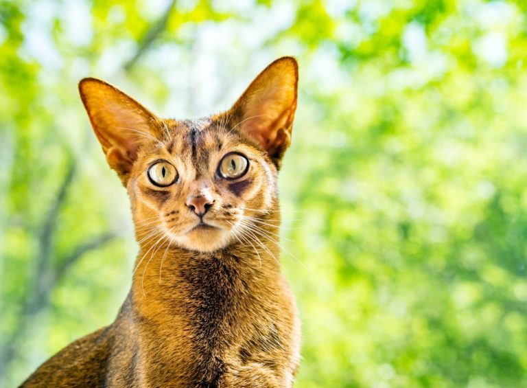 Can Abyssinian Cats Go Outside: Reminders When Bringing Your Abyssinian Cat Outside