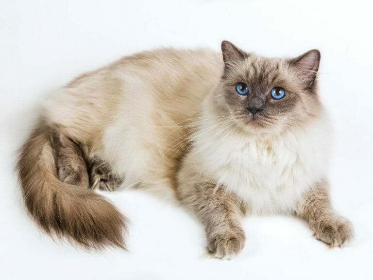 Are Ragdolls Good Cats: List of Reasons Why Ragdoll Cats Are Good Cats