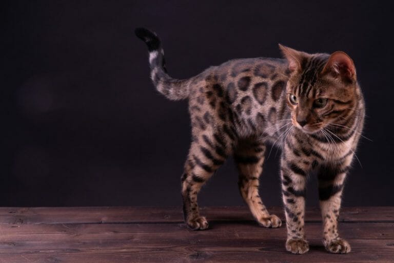 Are Bengal Cats Aggressive: Reasons for This Breed’s Aggression and How to Avoid It
