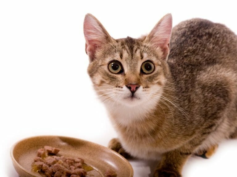 What Do Bengal Cats Eat: The Best Cat Food Products for This Feline Breed