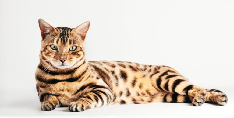 Are Bengal Cats High Maintenance: A Comprehensive Guide on Owning a Bengal Cat
