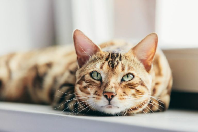 Do Bengal Cats Have Health Problems: List of Health Problems of Bengal Cats