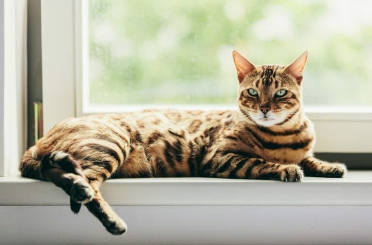 Do Bengal Cats Shed: Reasons for Fur Shedding in This Feline Breed and How to Manage Them