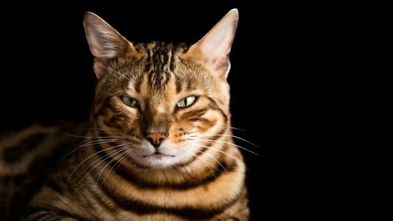 Where Are Bengal Cats From: Understanding the Characteristics This Breed Got From Its Ancestors