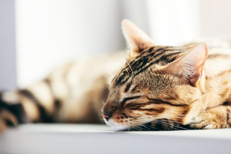 Do Bengal Cats Sleep a Lot: Understanding the Sleeping Needs of Your Feline Friend