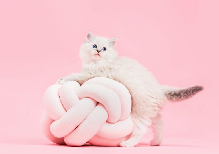 Why Do Ragdoll Cats Meow So Much: Reasons Why Ragdoll Cats Meow