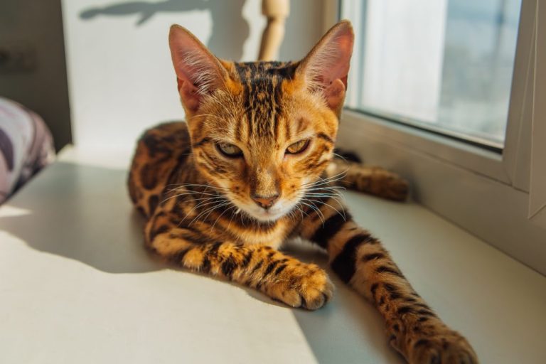 Are Bengal Cats Hypoallergenic: All About Bengal Cats and Allergies