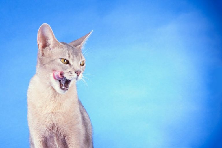 Are Abyssinian Cats Aggressive: What You Need to Know About Abyssinian Cats