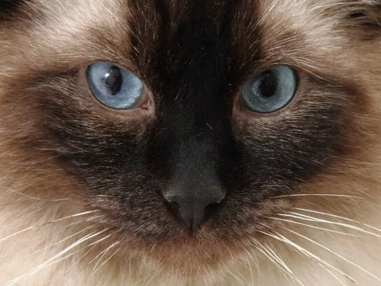 Do All Ragdoll Cats Have Blue Eyes: Parts and List of Ragdoll Cats Eye Condition