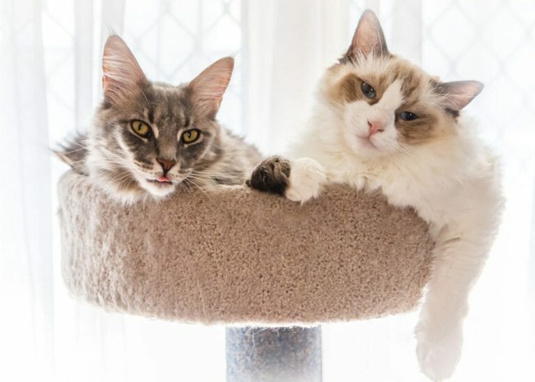Do Ragdoll Cats Get Along With Other Cats: Introducing Other Cats to Your Ragdoll