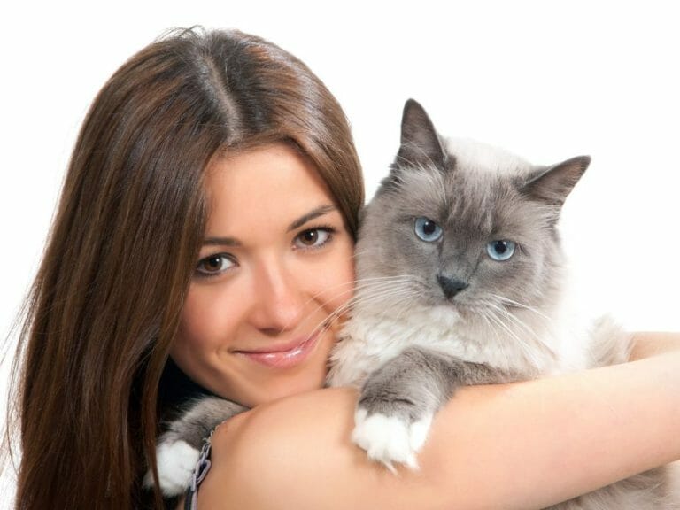 Are Ragdoll Cats Outdoor Cats: Reasons Why Ragdoll Cats Are Kept Indoors