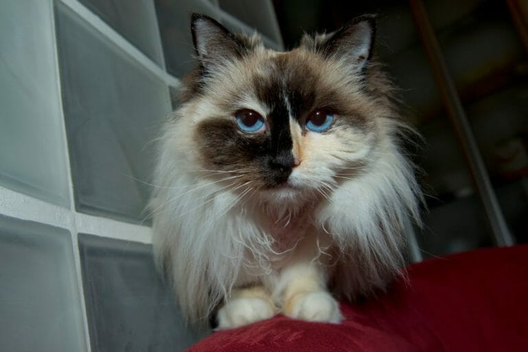 Can Ragdoll Cats Jump Fences: Risks of Letting Ragdoll Cats Outside