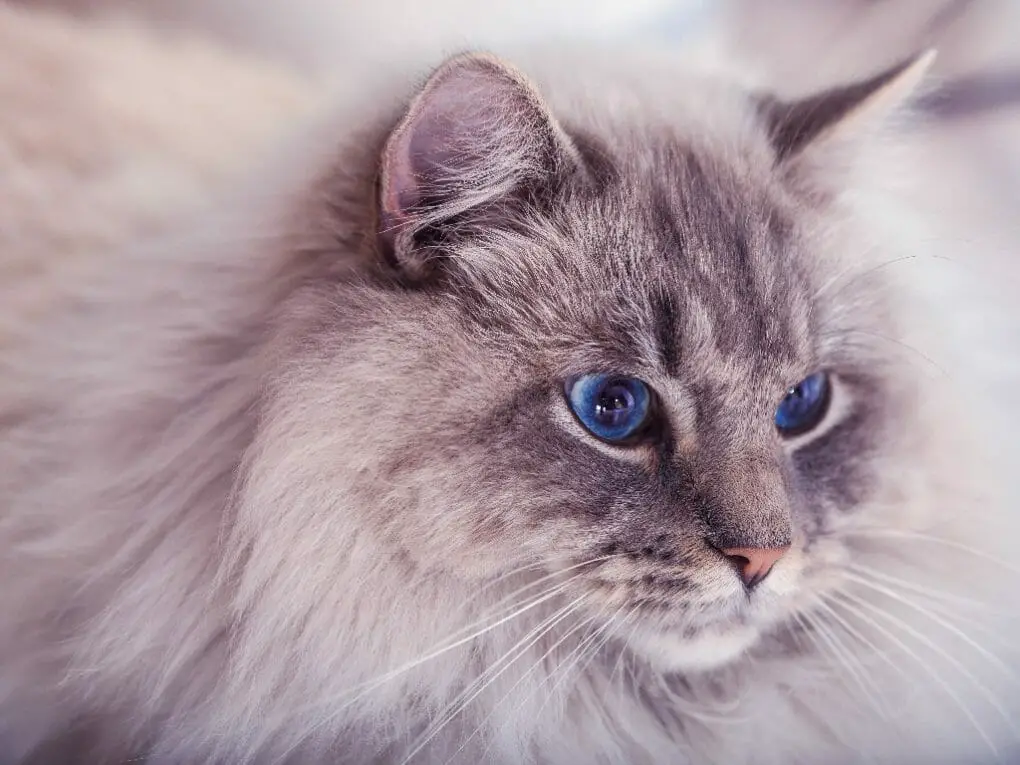 Do All Ragdoll Cats Have Blue Eyes: Parts and List of Ragdoll Cats Eye ...