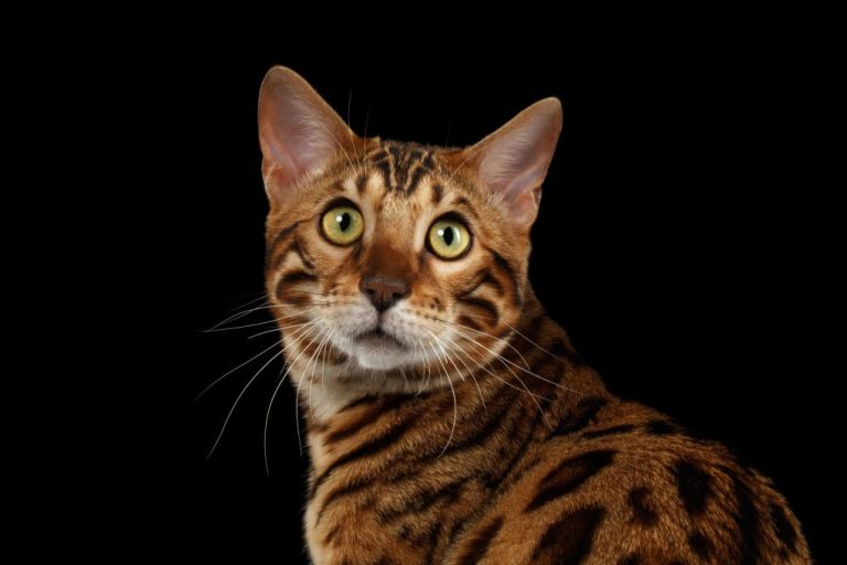 Are Bengal Cats Nocturnal: Bengal Cat’s Night Time Activity