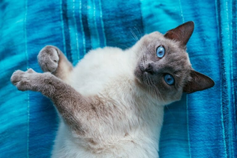 Can Ragdoll Cats Be Left Alone: Tips When Leaving Your Ragdoll Cats Alone