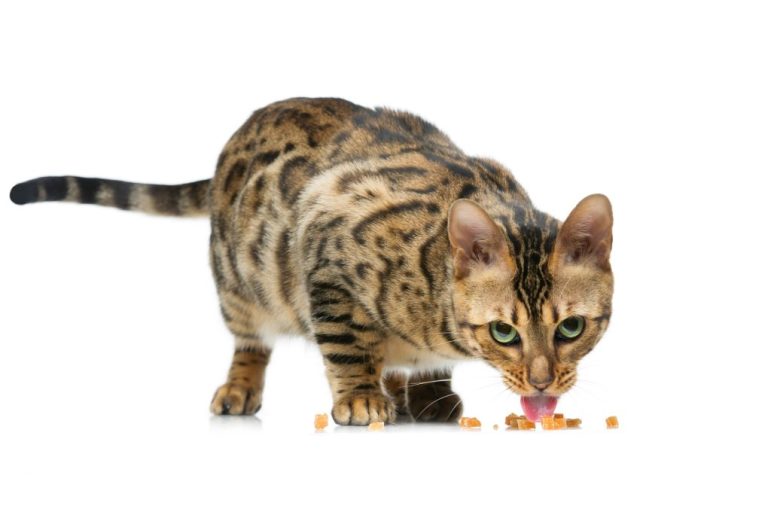 Can Bengal Cats Eat Raw Chicken: Human Food for Bengal Cats